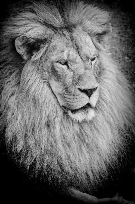 Poster  Dessin de lion en noir et blanc