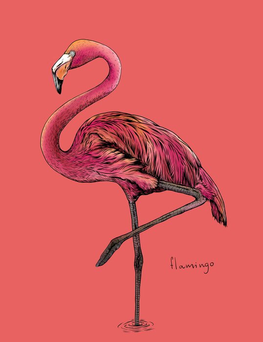 Poster  dessin flamant rose