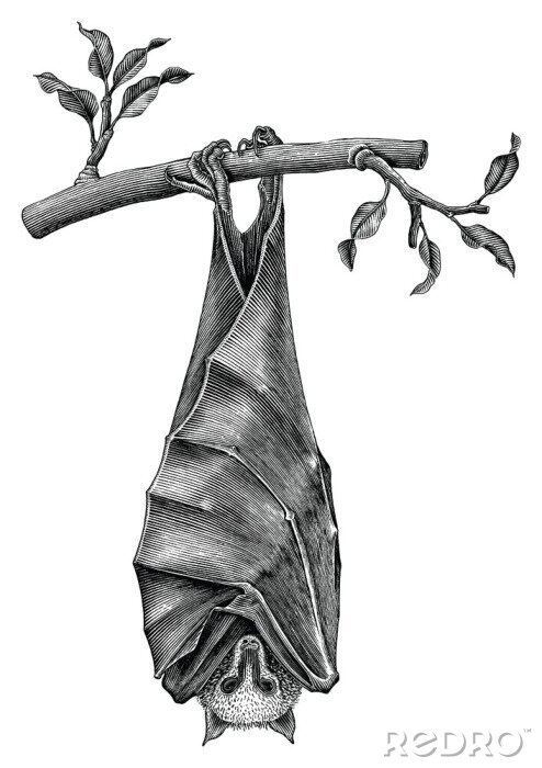 Poster  Dessin noir et blanc avec une chauve-souris suspendue