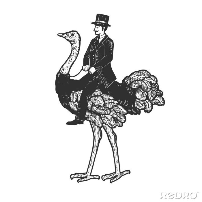 Poster  Dessin noir et blanc d'un gentilhomme sur une autruche