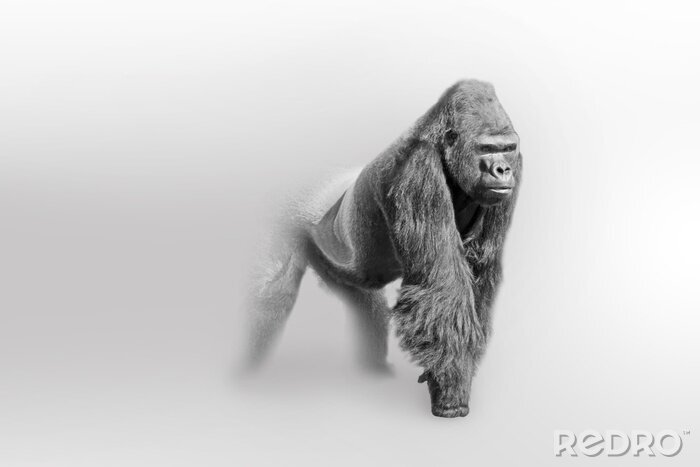 Poster  Dessin noir et blanc d'un gorille mâle