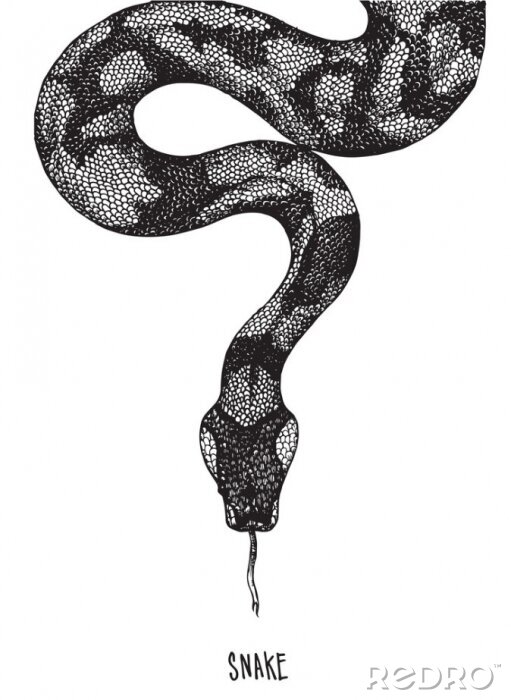 Poster  Dessin noir et blanc d'un serpent avec sa langue qui sort