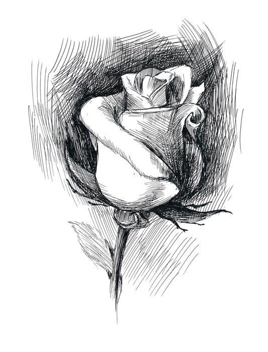 Poster  Dessin noir et blanc d'une rose