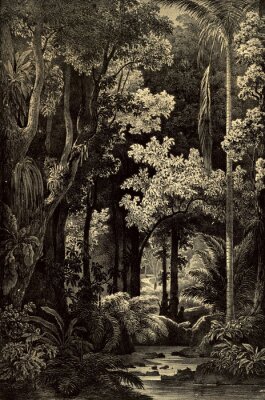 Poster  Dessin rétro d'une jungle dense de l'Amazonie