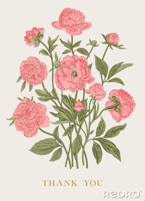 Poster  Dessin stylisé de pivoines roses