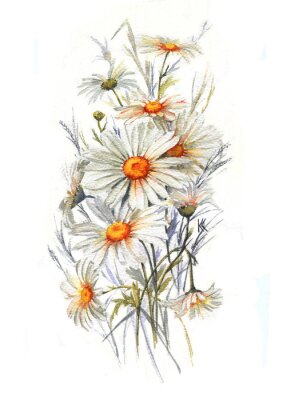 Poster  Dessiné à la main aquarelle blanche fleur d'été. Fleurs artistiques marguerites. Dessin de camomille sauvage. Illustration naturelle pour la conception décorative sur le fond blanc.