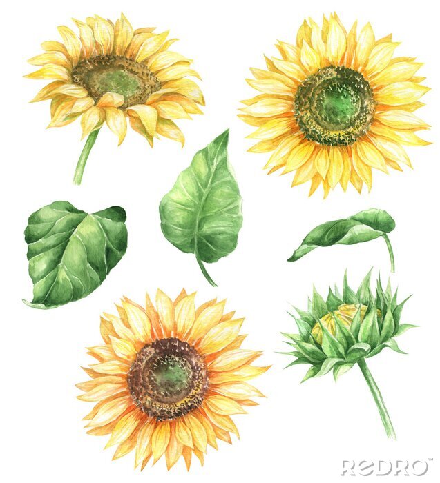 Poster  Dessiner des tournesols avec trois fleurs et un bourgeon