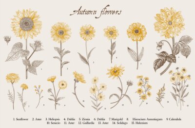 Poster  Dessiner des tournesols et autres fleurs jaunes