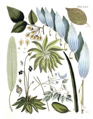 Poster  Dessins de plantes et bourgeons sur fond blanc
