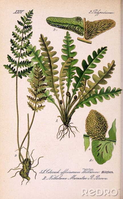Poster  Dessins nature et botanique de la flore