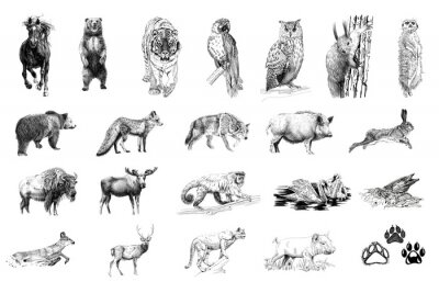 Sticker  Dessins réalistes d'animaux en noir et blanc