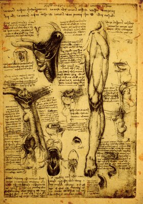 Poster  Dessins science et anatomie