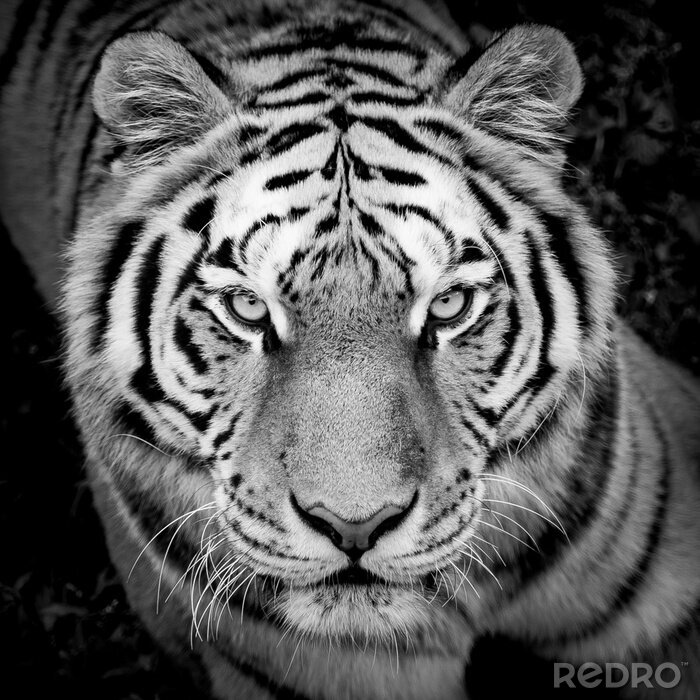 Poster  Détail foncé avec un tigre