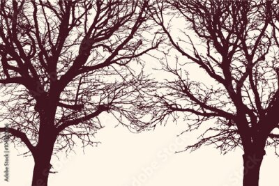 Poster  Deux arbres nus à la cime sans feuilles