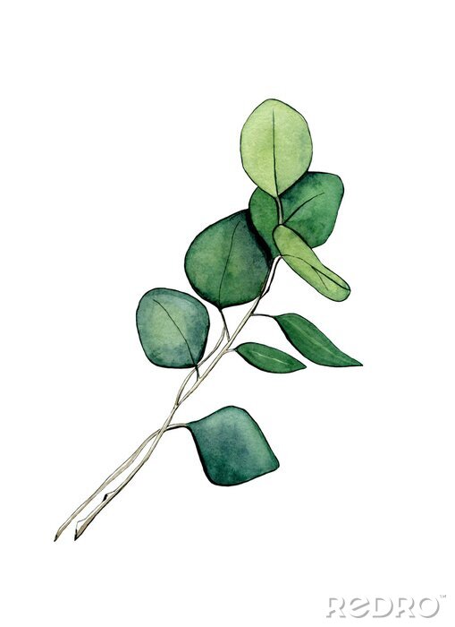Poster  Deux branches d'eucalyptus réalisées à l'aquarelle