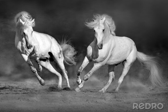 Poster  Deux chevaux au galop