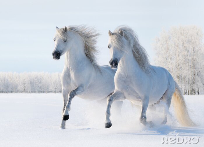 Poster  Deux chevaux galopant dans la neige