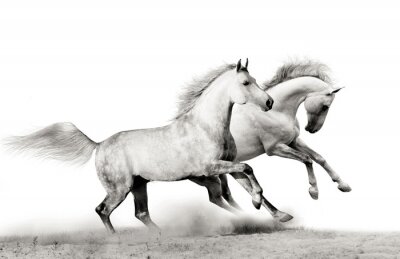 Deux chevaux gris dans la poussière grise