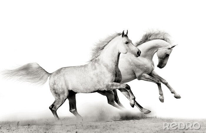 Poster  Deux chevaux gris dans la poussière grise
