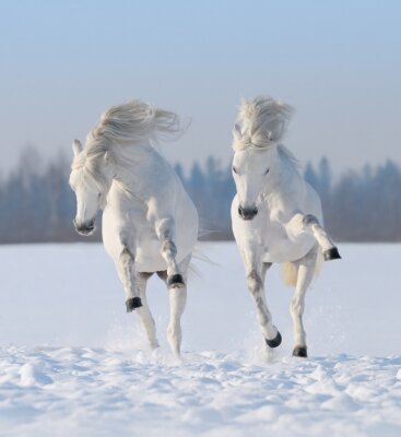 Deux chevaux qui sautent dans la neige