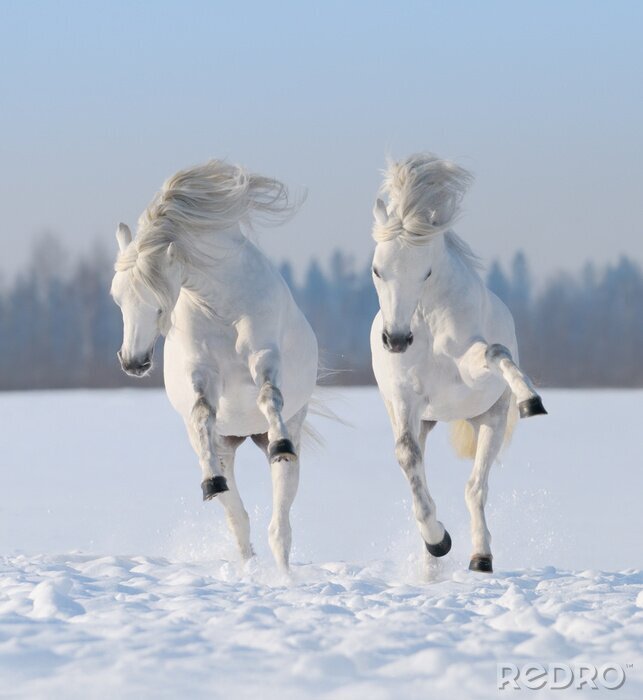 Poster  Deux chevaux qui sautent dans la neige