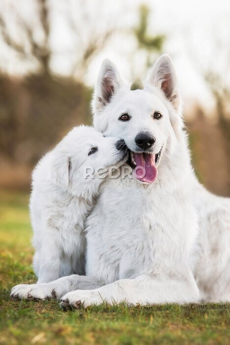 Poster  Deux chiens blancs
