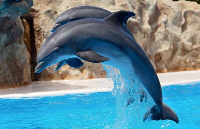 Deux dauphins dans une réserve
