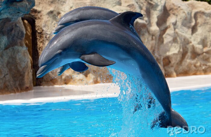 Poster  Deux dauphins dans une réserve