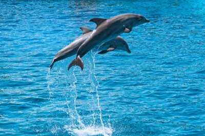 Poster  Deux dauphins sautent hors de l'eau bleue