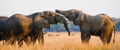 Poster  Deux éléphants jouant les uns avec les autres. Zambie. Parc national du Bas-Zambèze. Zambèze. Une excellente illustration.