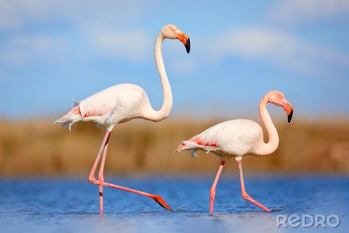 Poster  Deux flamants roses dans leur environnement naturel
