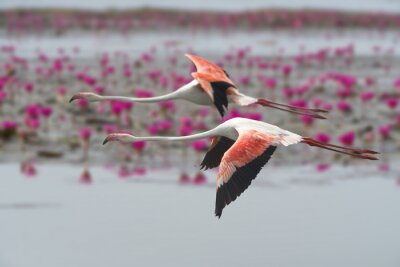 Deux flamants roses en vol
