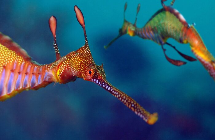 Poster  Deux hippocampes