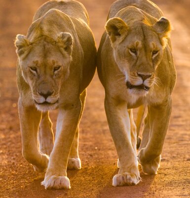 Poster  Deux lionnes dans la savane