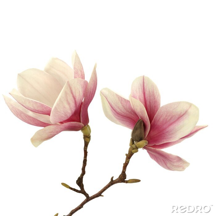 Poster  Deux magnolias sur la branche
