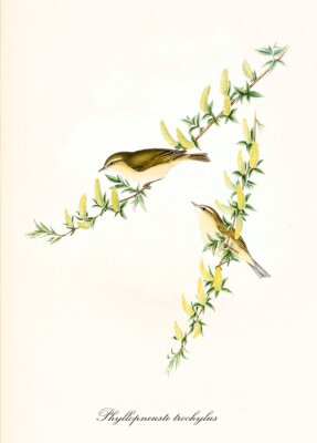 Poster  Deux oiseaux sur un style vintage de branche