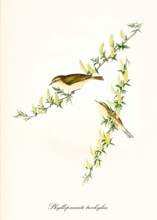 Poster  Deux oiseaux sur un style vintage de branche