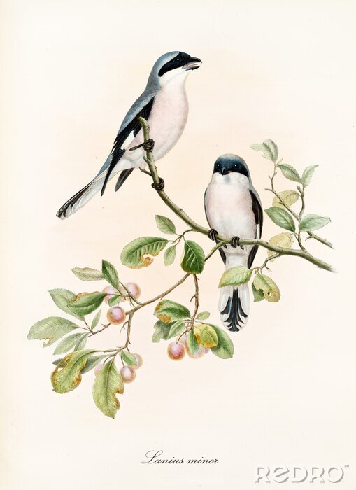 Poster  Deux oiseaux sur une branche
