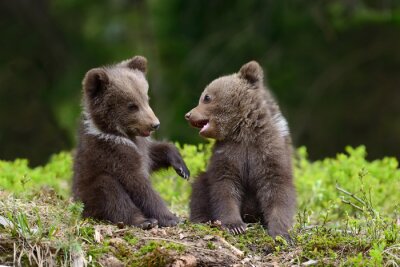 Deux oursons sympathiques