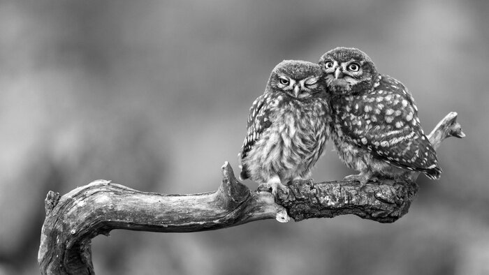 Poster  Deux petits hiboux assis sur un bâton pressés l'un contre l'autre sur un beau fond.