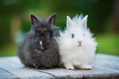 Poster  Deux petits lapins angora