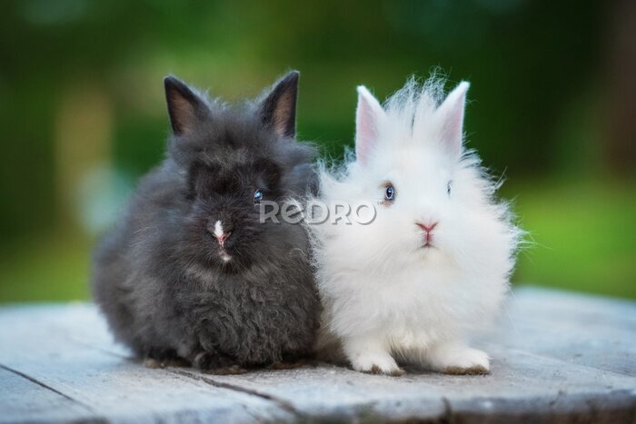 Poster  Deux petits lapins angora