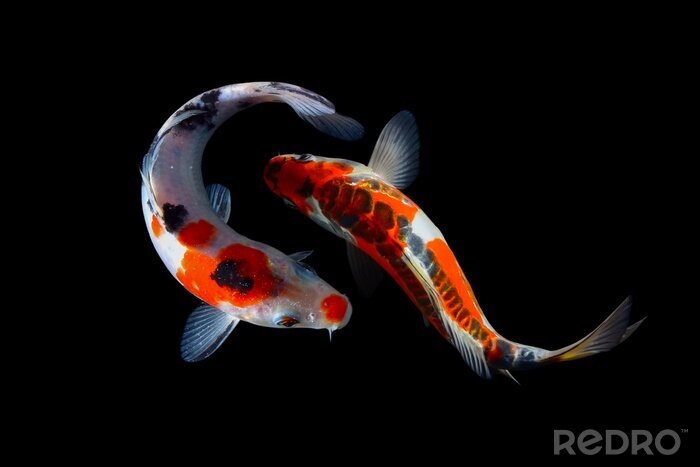 Poster  Deux poissons dans l'océan