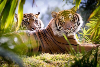 Deux tigres paysage vert