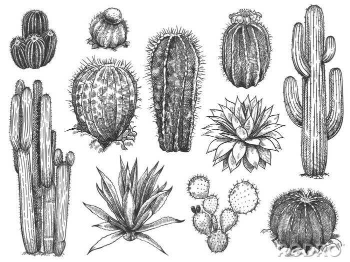 Poster  Différentes espèces de cactus