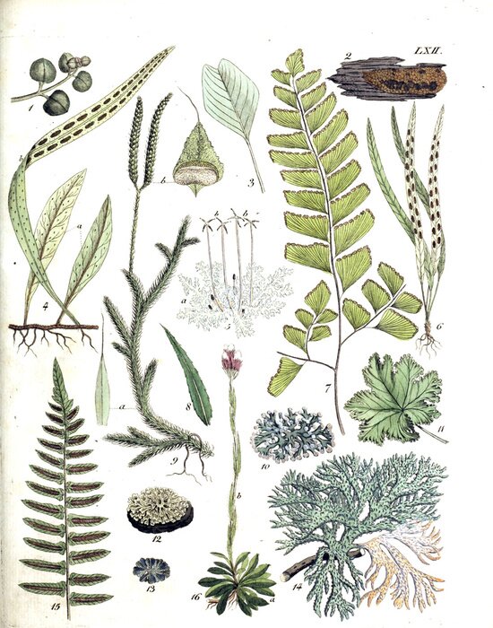 Poster  Différentes espèces de plantes dans les tons de vert