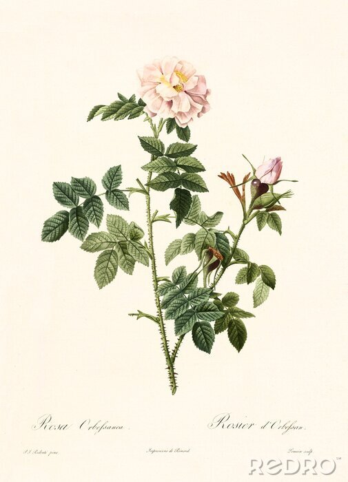 Poster  Direction générale de la nature et de la botanique d'une rose en fleurs