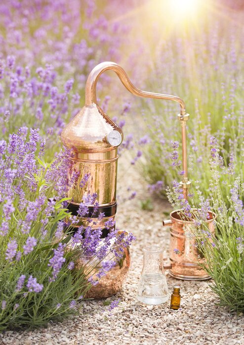 Poster  Distillateur de cuivre parmi la lavande