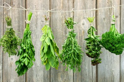 Poster  Diverses herbes suspendues à une ficelle pour sécher