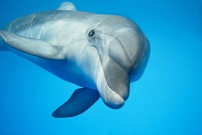 Dolphin sous l'eau